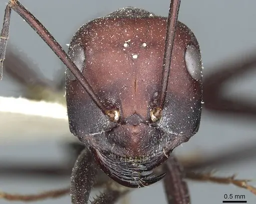 Cataglyphis bicolor - CASENT0912182