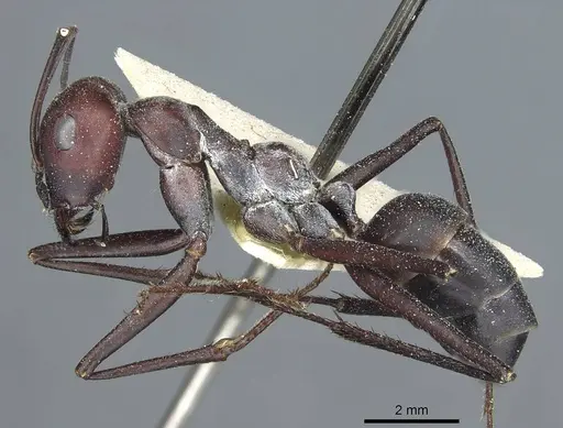Cataglyphis bicolor - CASENT0912182