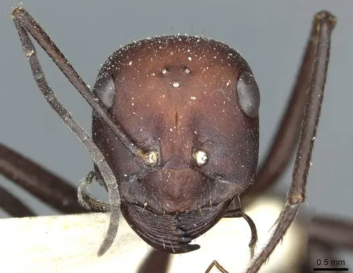 Cataglyphis bicolor - CASENT0912183