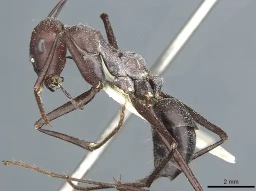 Cataglyphis bicolor - CASENT0912183
