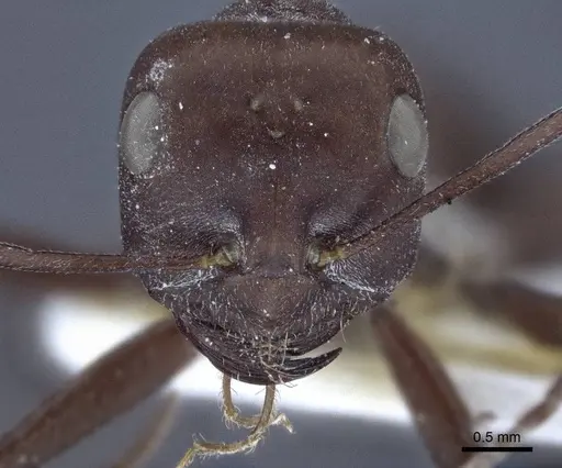 Cataglyphis bicolor - CASENT0916755