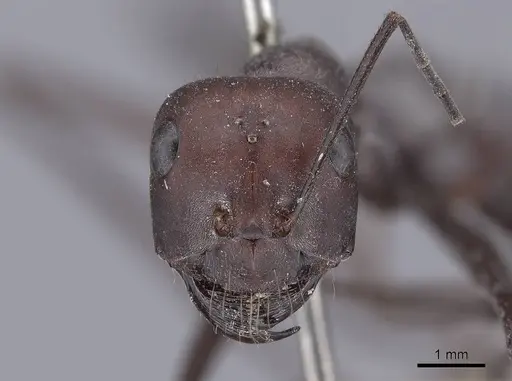 Cataglyphis bicolor - FMNHINS0000046224