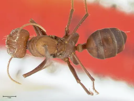 Cataglyphis bicolor - FOCOL2306