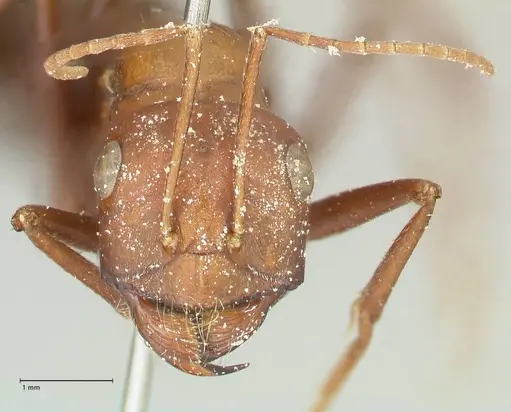 Cataglyphis bicolor - FOCOL2306
