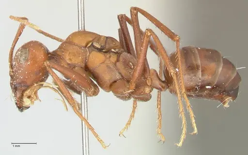 Cataglyphis bicolor - FOCOL2306