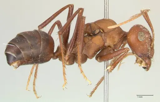 Cataglyphis bicolor - FOCOL2306