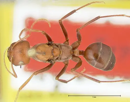 Cataglyphis bicolor - FOCOL2307