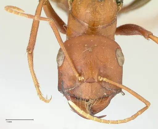 Cataglyphis bicolor - FOCOL2307