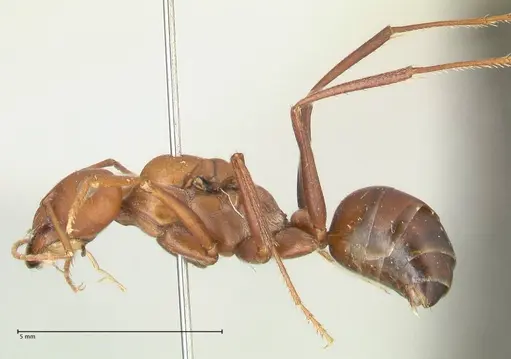 Cataglyphis bicolor - FOCOL2307