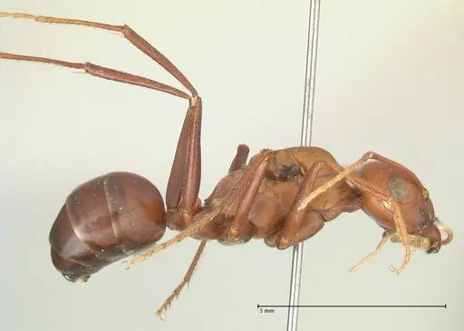 Cataglyphis bicolor - FOCOL2307