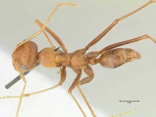 Cataglyphis bicolor - FOCOL2308