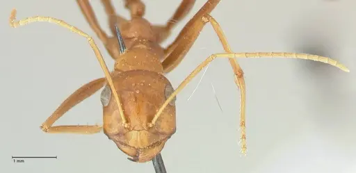Cataglyphis bicolor - FOCOL2308