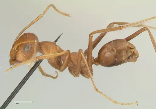 Cataglyphis bicolor - FOCOL2308