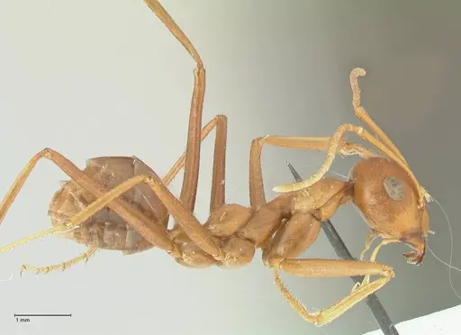 Cataglyphis bicolor - FOCOL2308