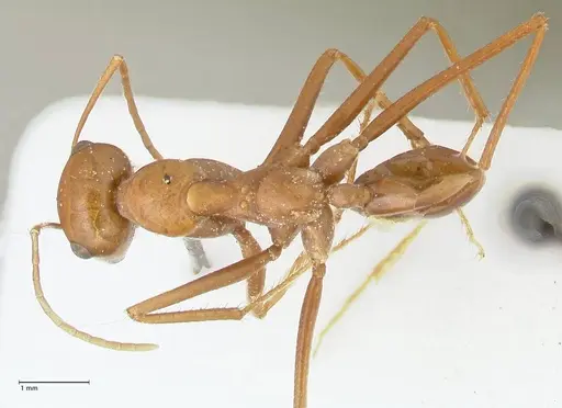 Cataglyphis bicolor - FOCOL2309