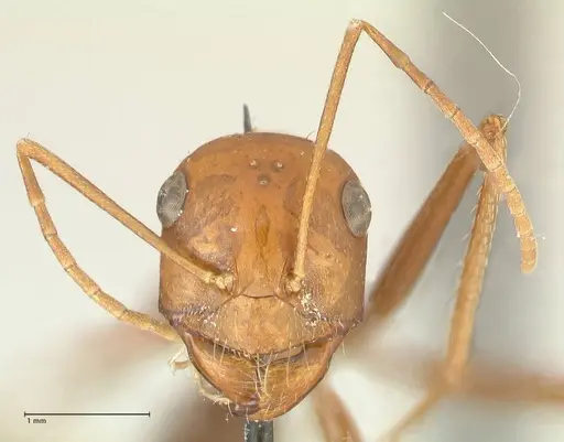 Cataglyphis bicolor - FOCOL2309