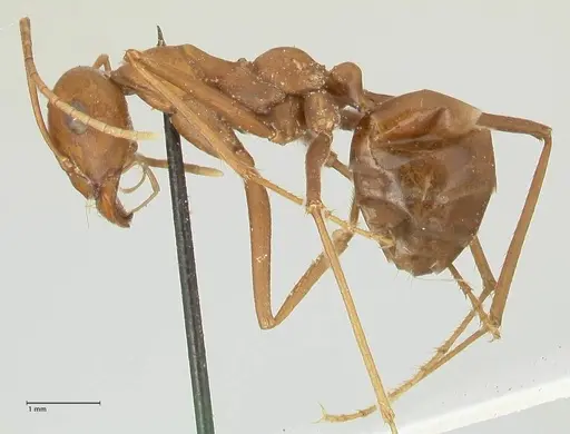 Cataglyphis bicolor - FOCOL2309