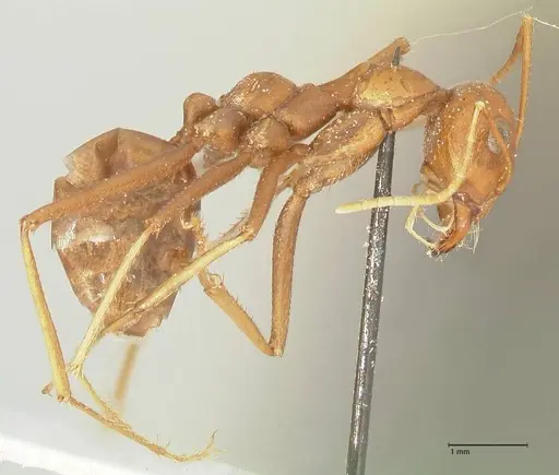 Cataglyphis bicolor - FOCOL2309