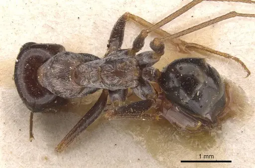 Cataglyphis cana specimen