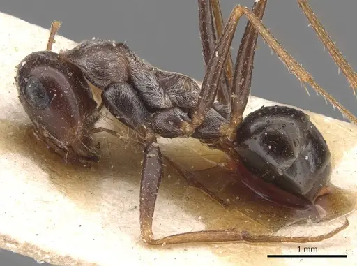 Cataglyphis cana specimen