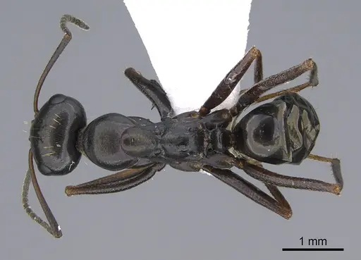 Cataglyphis chionistrae specimen