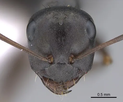 Cataglyphis chionistrae specimen