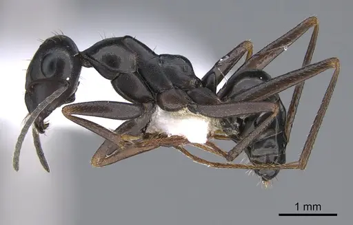 Cataglyphis chionistrae specimen