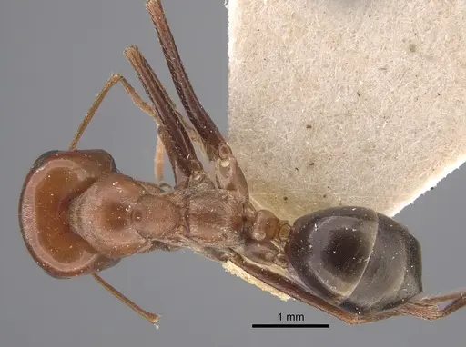 Cataglyphis cuneinodis specimen