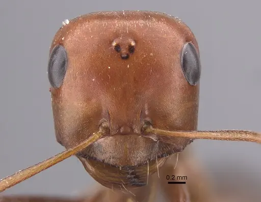 Cataglyphis cuneinodis specimen