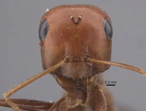 Cataglyphis cuneinodis specimen