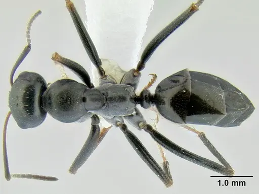 Cataglyphis cursor specimen