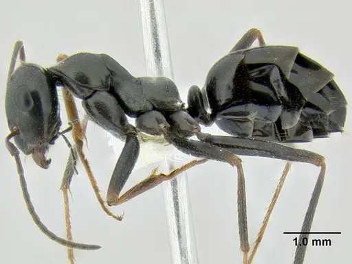 Cataglyphis cursor specimen