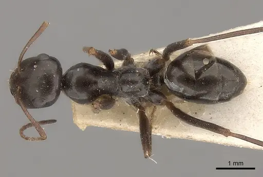 Cataglyphis cursor - CASENT0217721