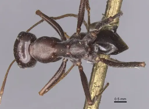 Cataglyphis cursor - CASENT0913667