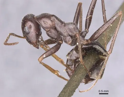 Cataglyphis cursor - CASENT0913667