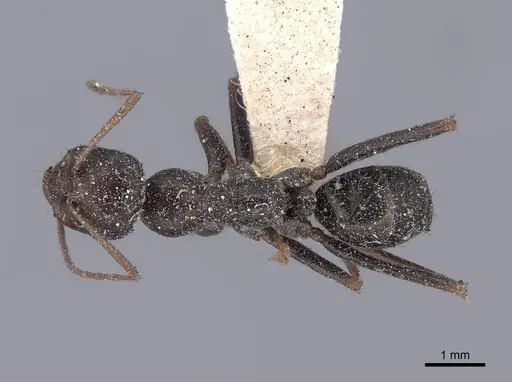 Cataglyphis cursor - FMNHINS0000046227