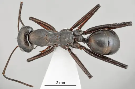 Cataglyphis dejdaranensis specimen