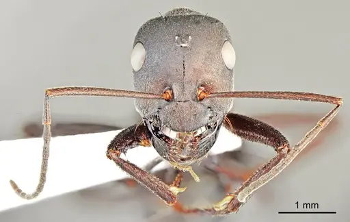 Cataglyphis dejdaranensis specimen