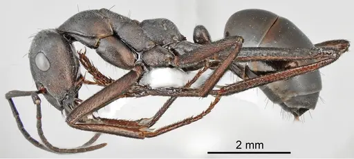 Cataglyphis dejdaranensis specimen