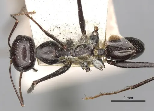 Cataglyphis diehlii specimen