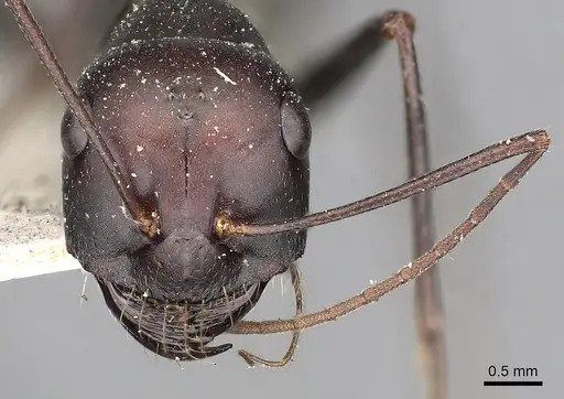 Cataglyphis diehlii specimen