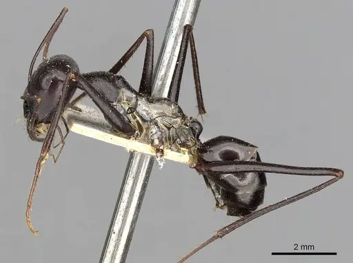 Cataglyphis diehlii specimen