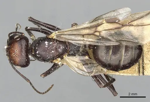 Cataglyphis diehlii - CASENT0249895