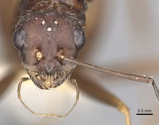 Cataglyphis diehlii - CASENT0249897