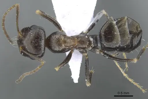 Cataglyphis emeryi specimen