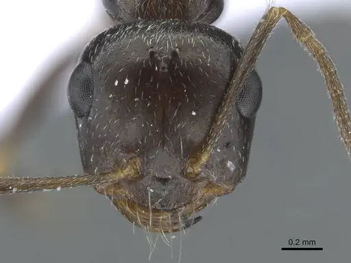 Cataglyphis emeryi specimen