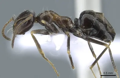 Cataglyphis emeryi specimen