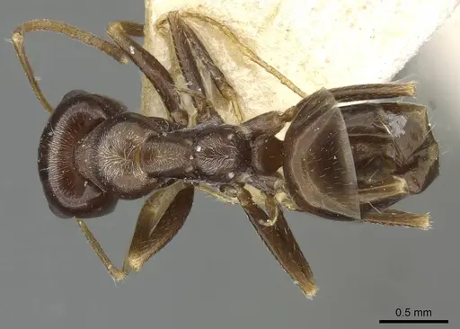 Cataglyphis emeryi - CASENT0911110