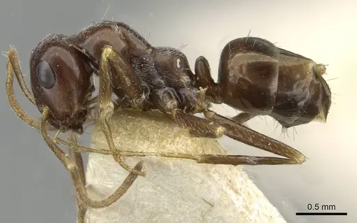 Cataglyphis emeryi - CASENT0911110