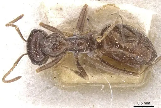 Cataglyphis emeryi - CASENT0912192